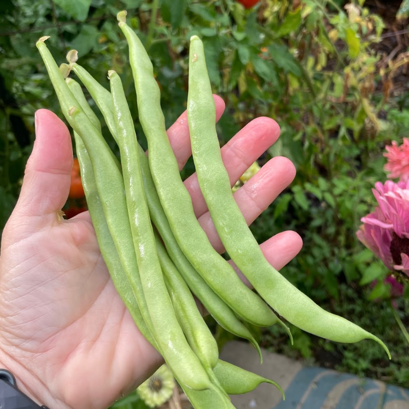 SEED PACKET: Saylor Beans Main Image